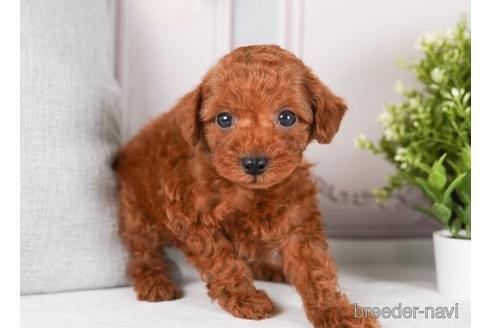 成約済の神奈川県のトイプードル-242822の2枚目