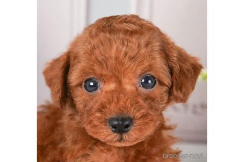 成約済の神奈川県のトイプードル-242822の1枚目