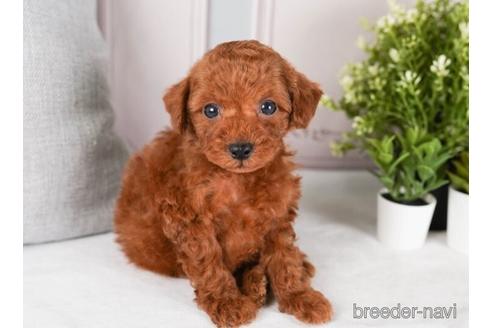 成約済の神奈川県のトイプードル-242822の4枚目