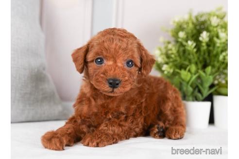 成約済の神奈川県のトイプードル-242822の3枚目