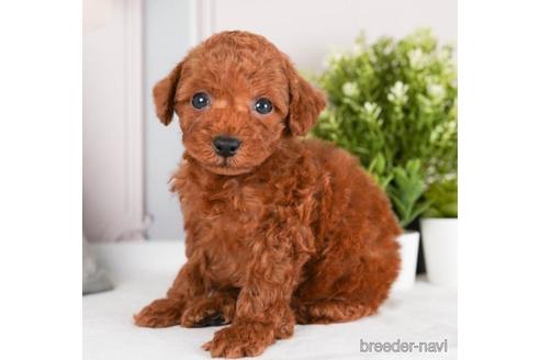 成約済の神奈川県のトイプードル-242822の5枚目