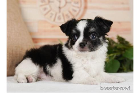 成約済の神奈川県のチワワ(ロングコート)-242824の4枚目