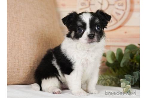 成約済の神奈川県のチワワ(ロングコート)-242824の2枚目