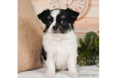 成約済の神奈川県のチワワ(ロングコート)-242824の3枚目