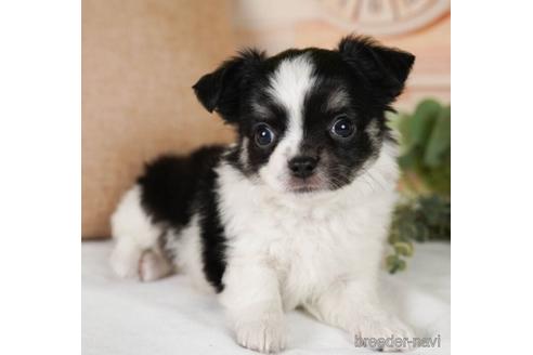 成約済の神奈川県のチワワ(ロングコート)-242824の1枚目