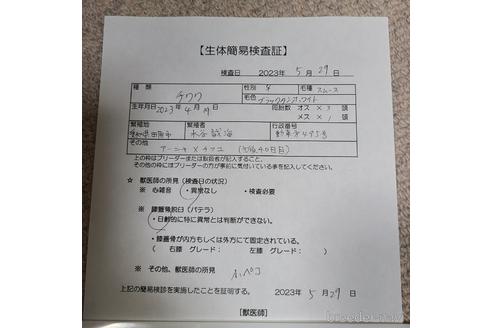 成約済の愛知県のチワワ(スムースコート)-240960の6枚目