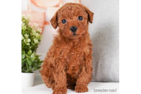 成約済の神奈川県のトイプードル-242836の1枚目