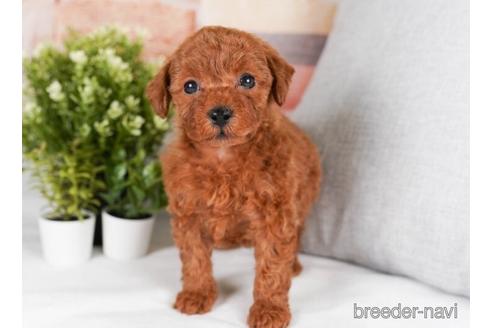 成約済の神奈川県のトイプードル-242836の2枚目