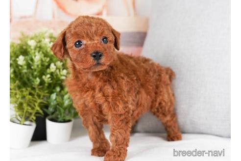 成約済の神奈川県のトイプードル-242836の3枚目