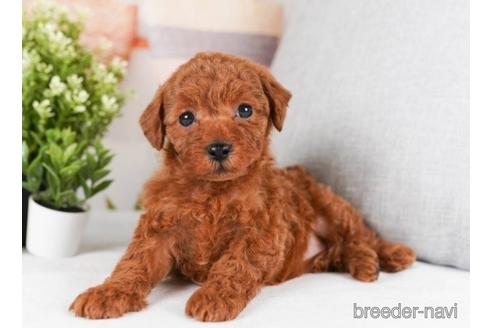 成約済の神奈川県のトイプードル-242836の4枚目