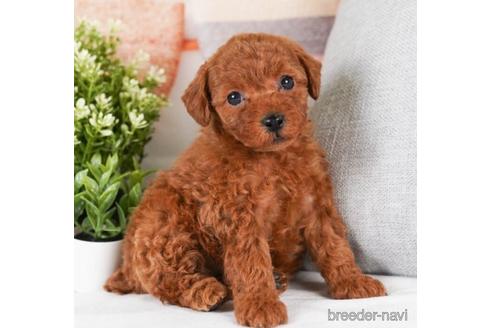 成約済の神奈川県のトイプードル-242836の5枚目