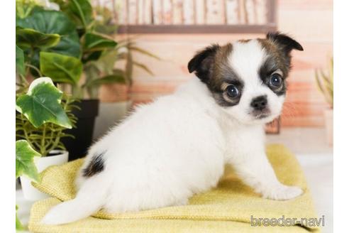 成約済の神奈川県のチワワ(ロングコート)-242845の2枚目