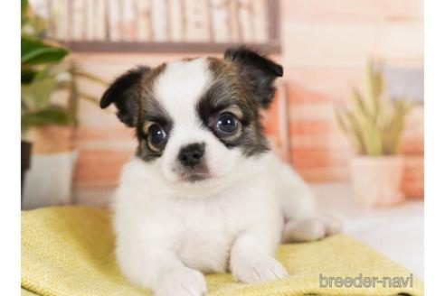 成約済の神奈川県のチワワ(ロングコート)-242845の3枚目