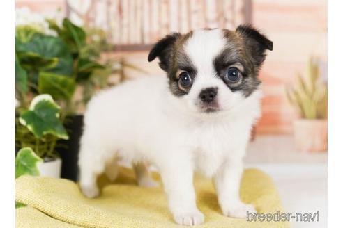 成約済の神奈川県のチワワ(ロングコート)-242845の4枚目