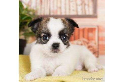 成約済の神奈川県のチワワ(ロングコート)-242845の1枚目