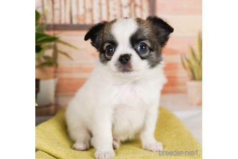 成約済の神奈川県のチワワ(ロングコート)-242845の5枚目