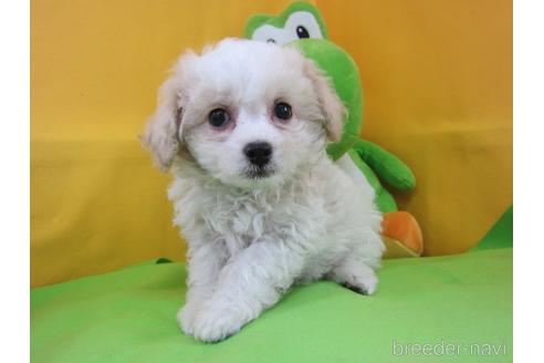 販売中の福岡県のミックス犬-240318