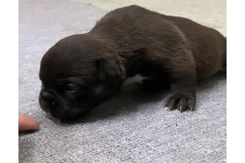 販売中の茨城県のアメリカンブリー-242887