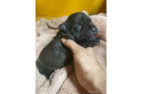 販売中の佐賀県のアメリカンピットブルテリア-242896