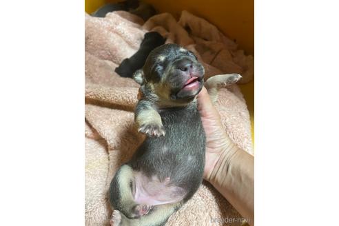 成約済の佐賀県のアメリカンピットブルテリア-242898の41枚目