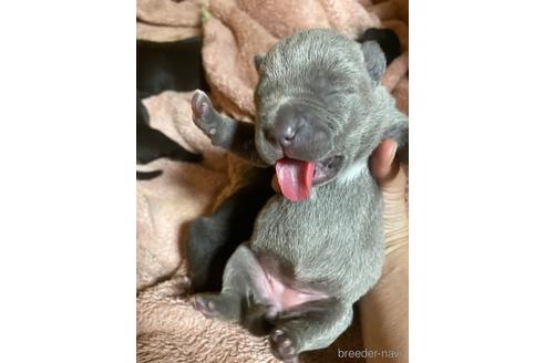 成約済の佐賀県のアメリカンピットブルテリア-242899の29枚目