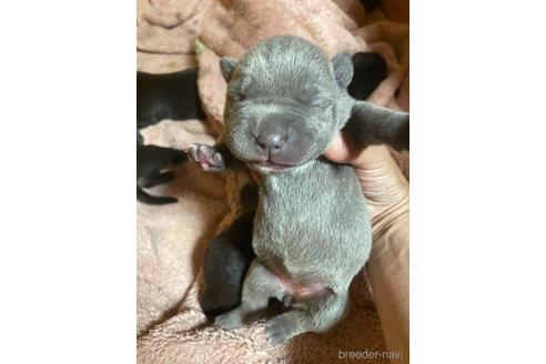 成約済の佐賀県のアメリカンピットブルテリア-242899の26枚目