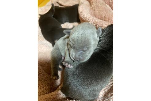 成約済の佐賀県のアメリカンピットブルテリア-242899の24枚目