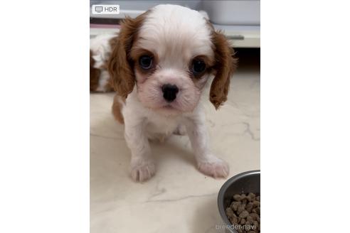 販売中の山口県のキャバリアキングチャールズスパニエル-242911