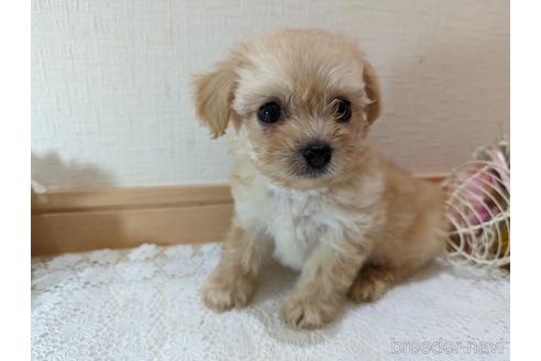 成約済の広島県のチワプー:チワワ×トイプードル-235993の41枚目