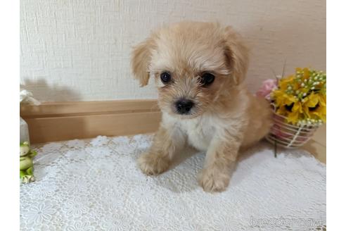 成約済の広島県のチワプー:チワワ×トイプードル-235993の40枚目