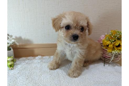 成約済の広島県のチワプー:チワワ×トイプードル-235993の39枚目