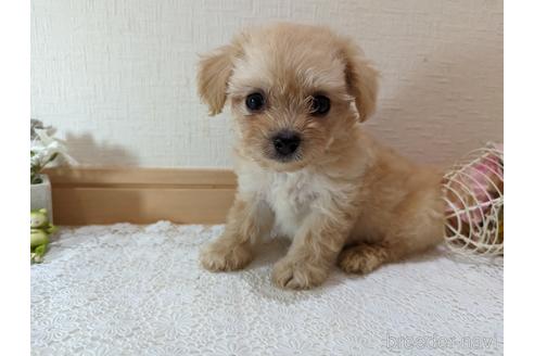 成約済の広島県のチワプー:チワワ×トイプードル-235993の35枚目