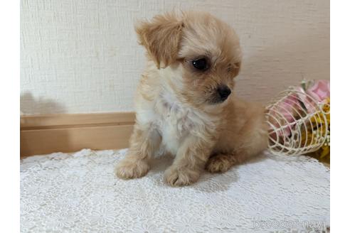 成約済の広島県のチワプー:チワワ×トイプードル-235993の36枚目