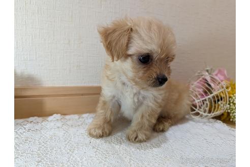 成約済の広島県のチワプー:チワワ×トイプードル-235993の37枚目