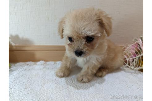 成約済の広島県のチワプー:チワワ×トイプードル-235993の33枚目