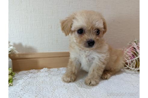 成約済の広島県のチワプー:チワワ×トイプードル-235993の30枚目