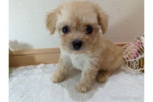 成約済の広島県のチワプー:チワワ×トイプードル-235993の28枚目