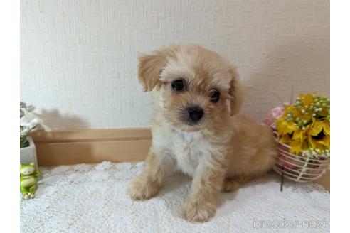 成約済の広島県のチワプー:チワワ×トイプードル-235993の25枚目