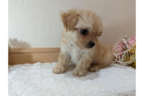 成約済の広島県のチワプー:チワワ×トイプードル-235993の19枚目