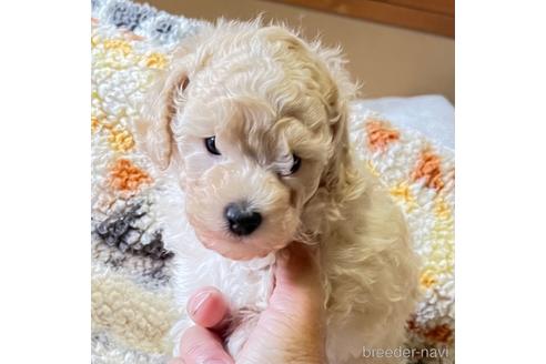 販売中の静岡県のタイニープードル-240756