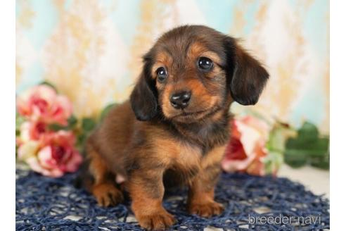 成約済の千葉県のカニンヘンダックスフンド(ロングヘアード)-242952の5枚目