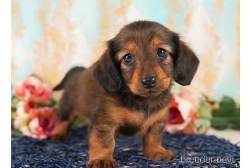 成約済の千葉県のカニンヘンダックスフンド(ロングヘアード)-242952の3枚目