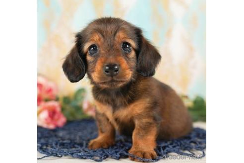 成約済の千葉県のカニンヘンダックスフンド(ロングヘアード)-242952の2枚目