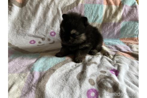 成約済の群馬県のポメラニアン-241815の4枚目