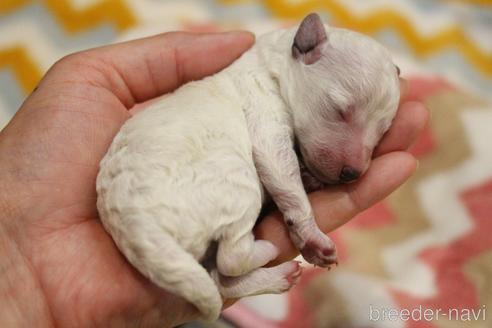 成約済の愛知県のトイプードル-242977の37枚目