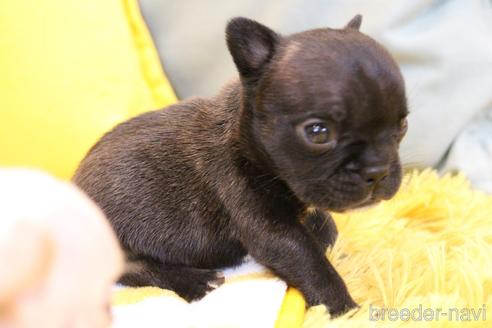 販売中の愛知県のフレンチブルドッグ-240657の7枚目