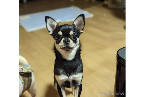 蘭ちゃん1枚目