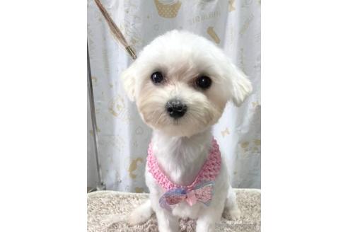 さつきちゃん1枚目