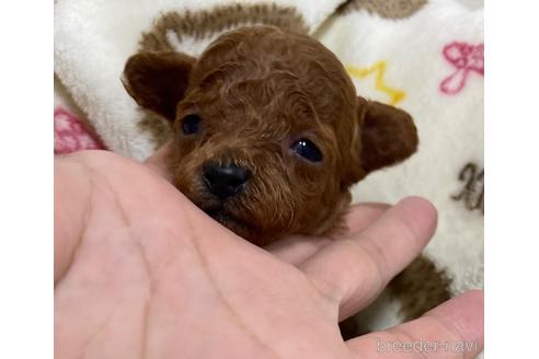 販売中の岡山県のティーカッププードル-243028