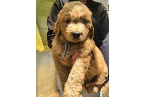 販売中の長野県のゴールデンドゥードル:ゴールデンレトリーバー×プードル-235289